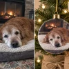 Senior golden retriever photo turned into a custom keepsake dog ornament — MyDogPics