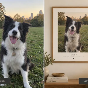 Border collie photo turned into a framed custom dog portrait, before and after — MyDogPics
