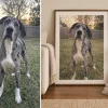 Great Dane photo turned into a framed custom dog portrait, before and after — MyDogPics