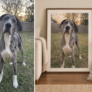 Great Dane photo turned into a framed custom dog portrait, before and after — MyDogPics