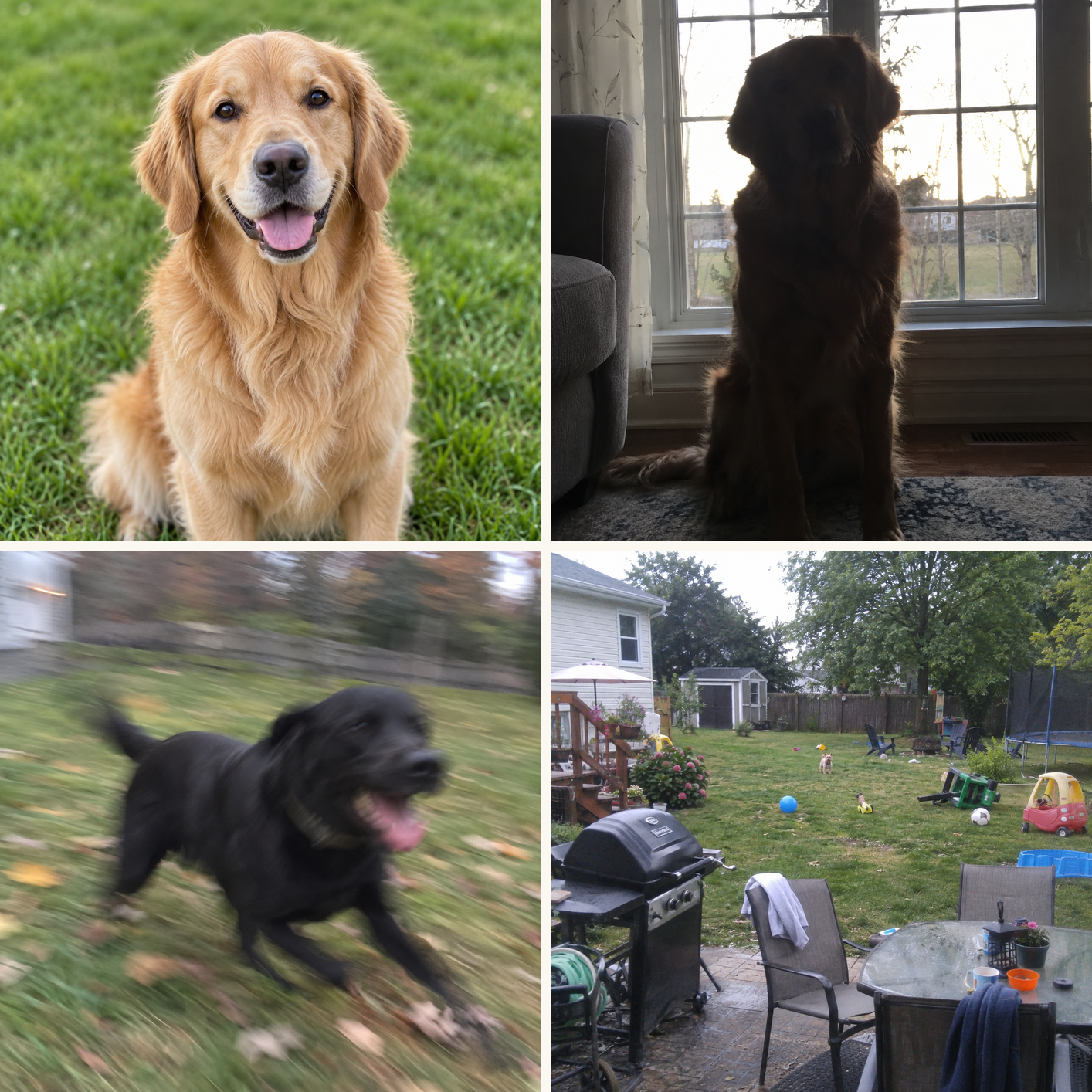 Four real dog photo examples: one sharp well-lit photo, one blurry, one backlit, one with the dog too far away — MyDogPics photo guide